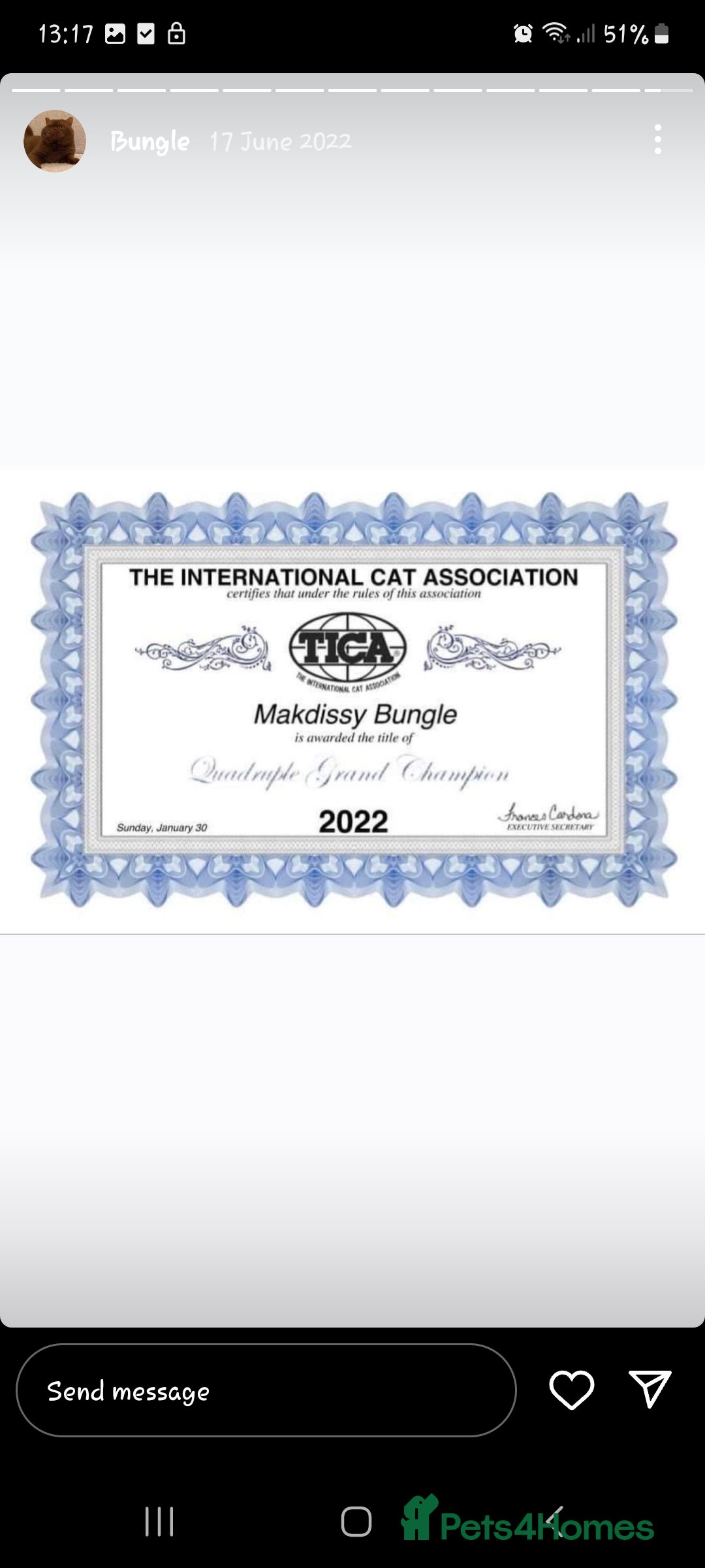 British Shorthair cats for sale: Gccf champion line rare fawn bsh kittens - Image 18