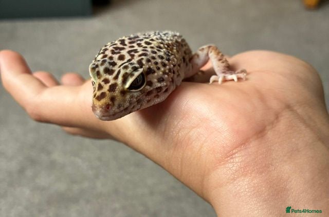 Leopard Gecko reptiles Mack Snow Leopard Gecko inc. full set up - Advert 1