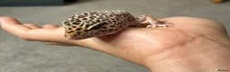 Leopard Gecko reptiles for sale: Mack Snow Leopard Gecko inc. full set up - Advert 1