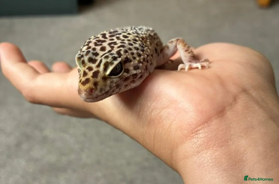 Leopard Gecko reptiles for sale: Mack Snow Leopard Gecko inc. full set up - Advert 1