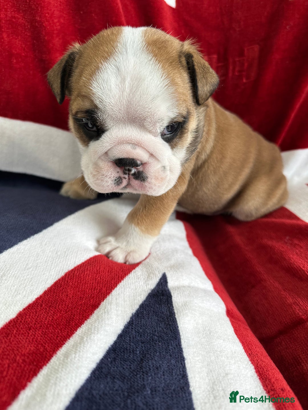 English Bulldog dogs for sale: KC REG AMAZING LITTER OF BRITISH BULLDOGS - Image 4