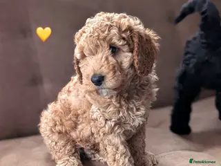 Labradoodle dogs Multi-Gen Australian Labradoodle Pups - WALA line - Advert 2