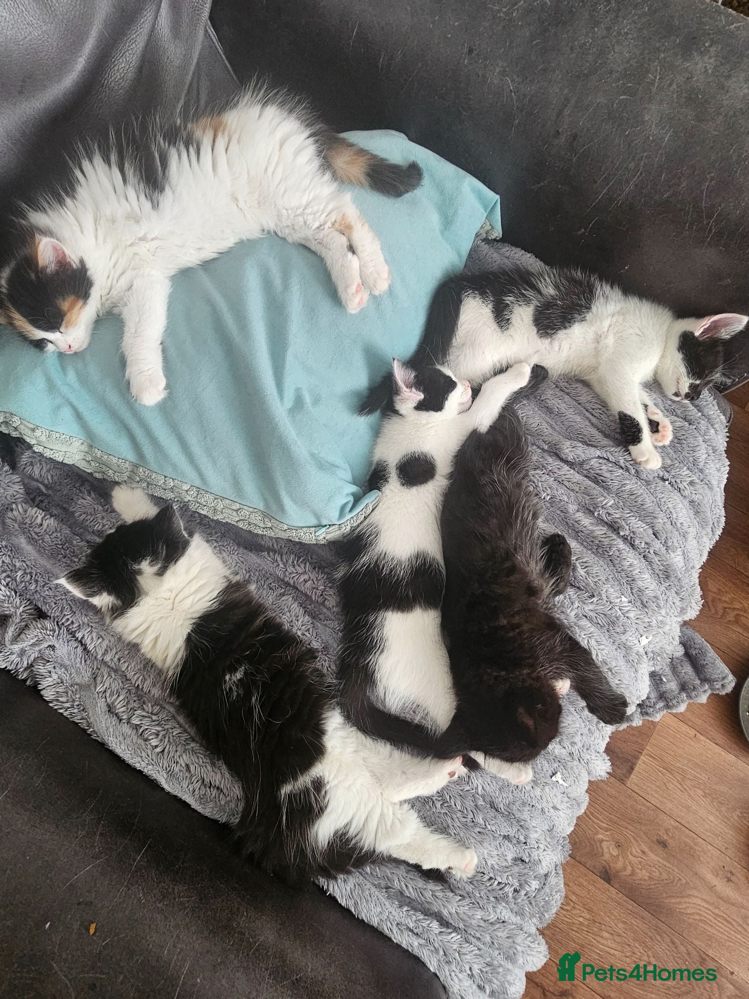 Mixed Breed cats Mixed Maine Coon kittens-Ready 25th of July - Advert 18