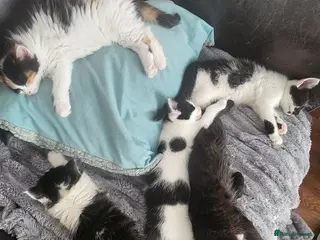 Mixed Breed cats Mixed Maine Coon kittens-Ready 25th of July - Advert 18
