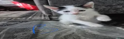 Mixed Breed cats for sale: Kittens - Advert 12
