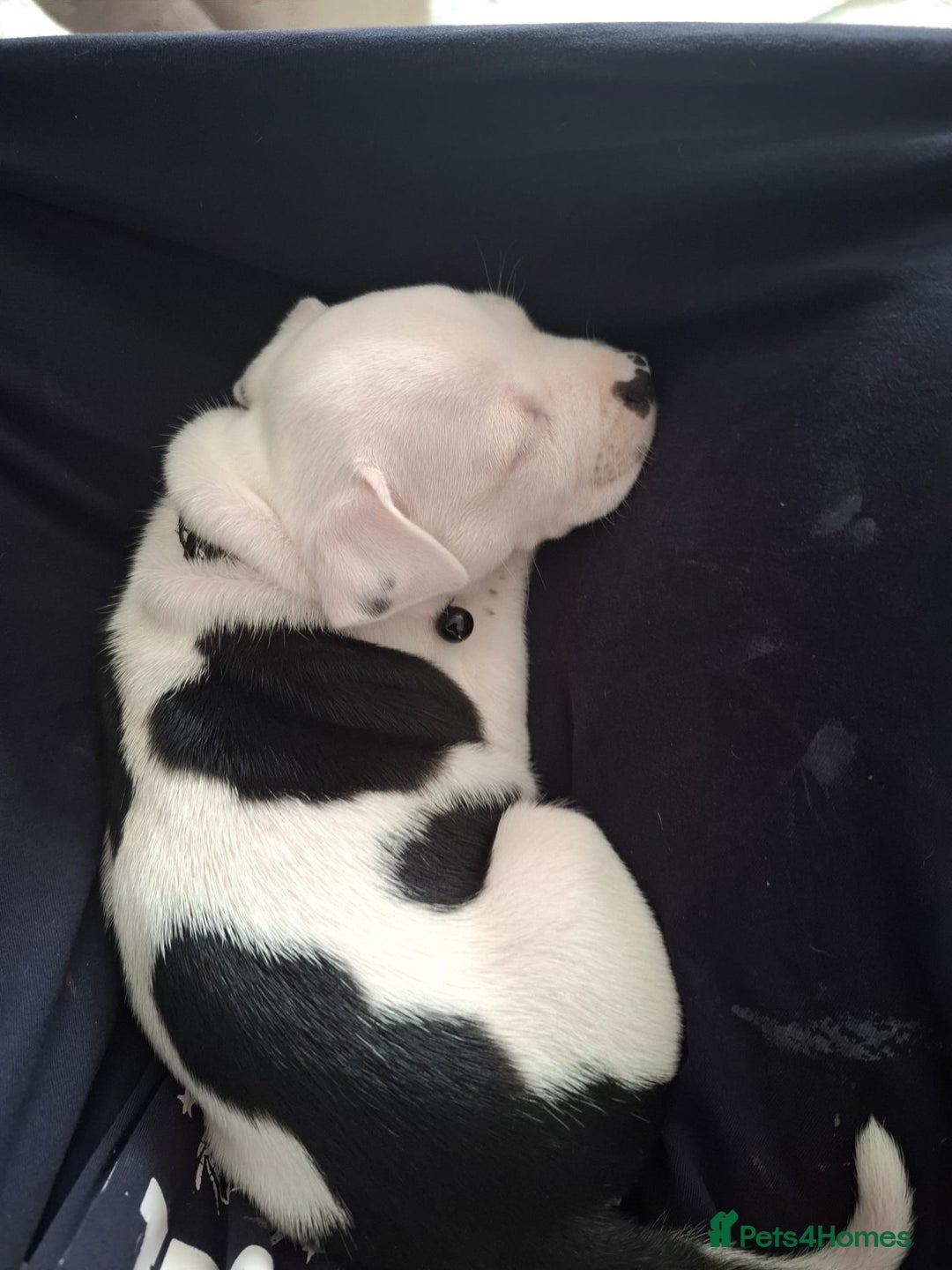 Staffordshire Bull Terrier dogs for sale: Male pup 4 sale  - Image 1