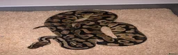 Python Snake reptiles for sale: Ball pythons  - Advert 17