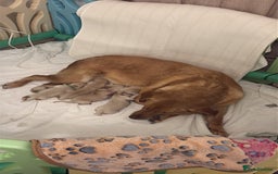 Goldador dogs for sale: Goldador puppies  - Advert 12