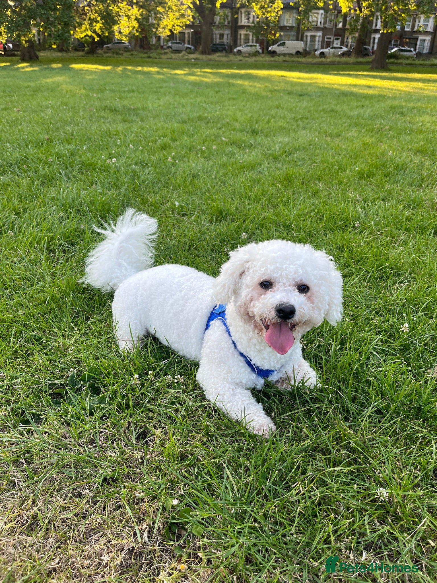 Bichon Frise dogs STUD ONLY !  - Advert 1