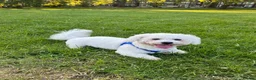 Bichon Frise dogs for stud: STUD ONLY !  - Advert 1