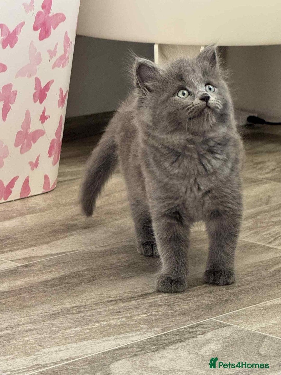 Persian cats for sale: Persian x kittens  - Image 10