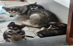 Mixed Breed dogs for sale: Alaskan Malamute puppies for sale - Image 3