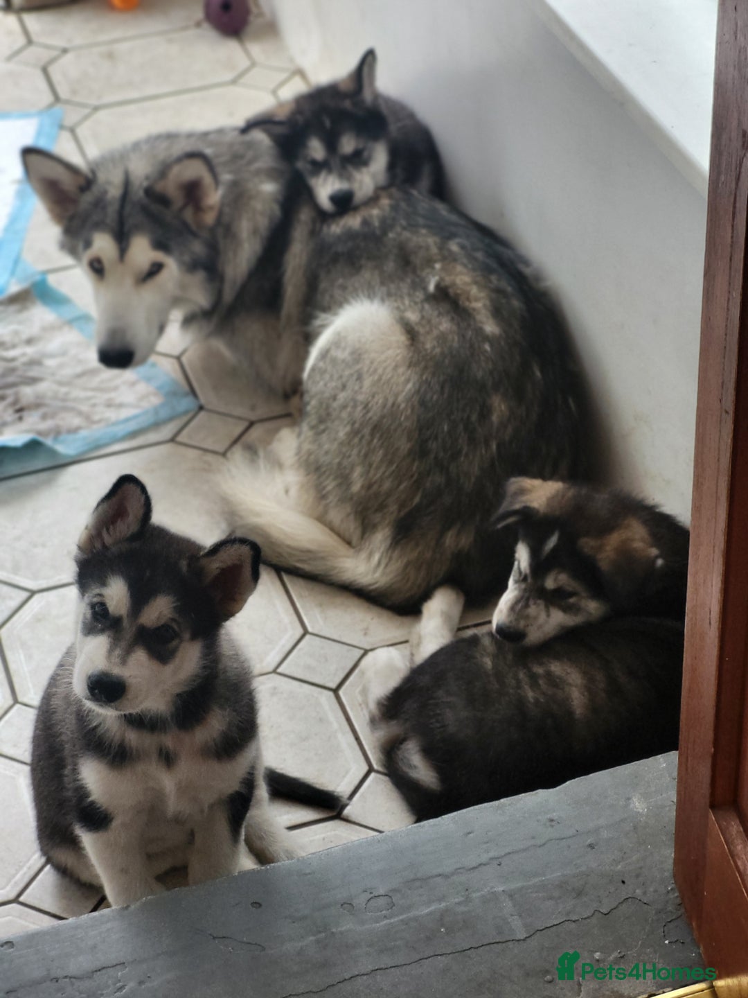 Mixed Breed dogs for sale: Alaskan Malamute puppies for sale - Image 3
