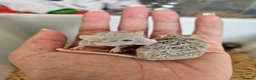 Mouse rodents for sale: Fancy mice  - Advert 1