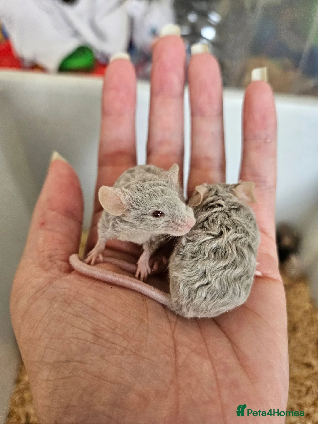 Mouse rodents for sale: Fancy mice  - Advert 1