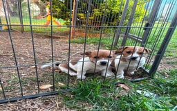 Jack Russell dogs for sale: Jack Russell Pups  - Image 7