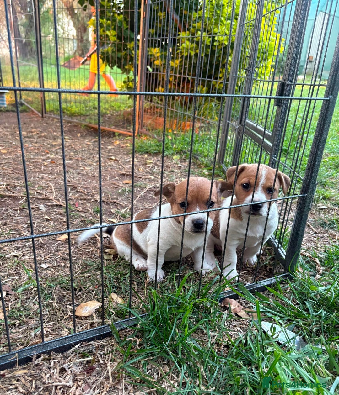 Jack Russell dogs for sale: Jack Russell Pups  - Image 7