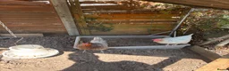 Chickens poultry for sale: 2 Chickens for Sale in Waterlooville - Advert 2