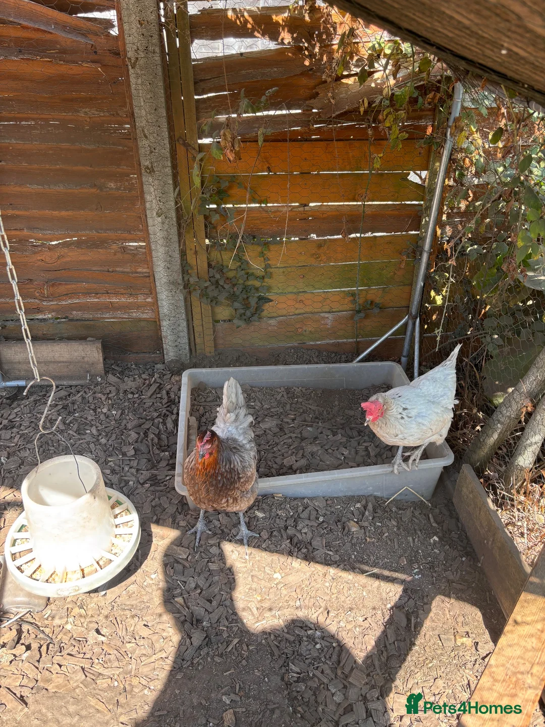 Chickens poultry for sale: 2 Chickens for Sale in Waterlooville - Advert 2