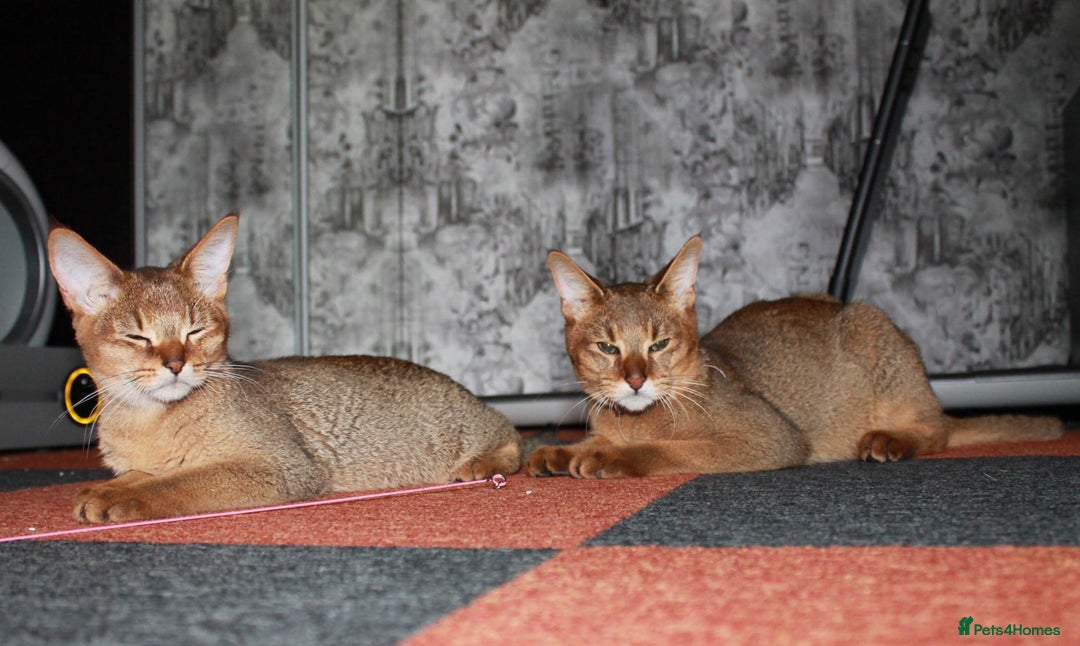 Chausie cats for sale: Three Stunning Chausie Kittens – Royal Chausie Cat - Image 3