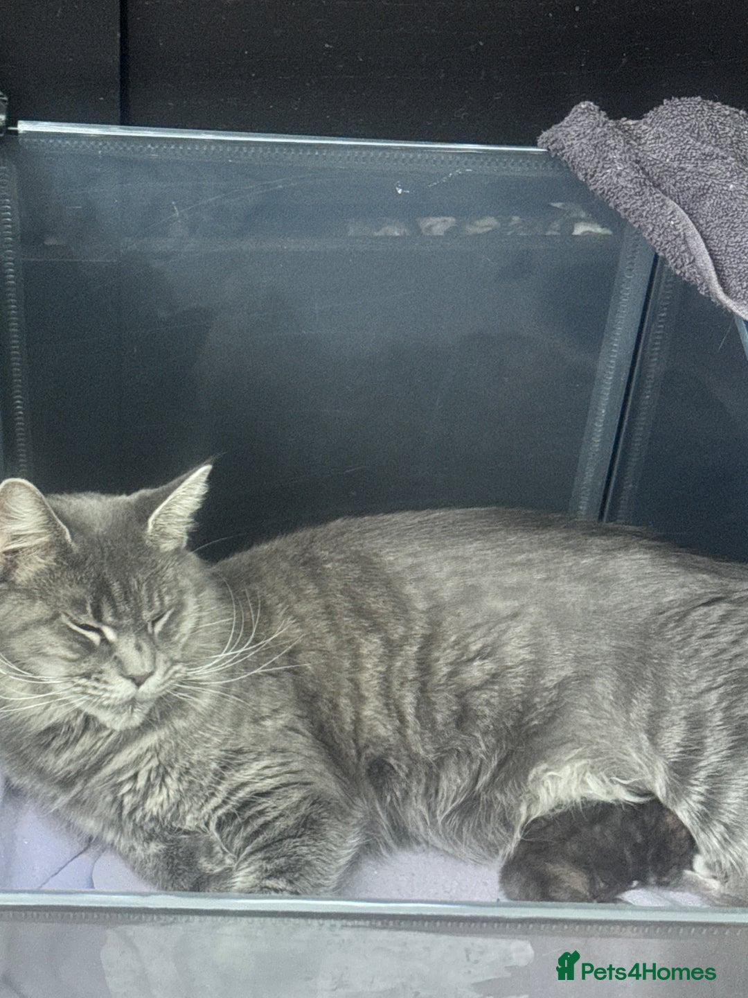 Maine Coon cats for sale: Mainecoon little lady ready for new home - Advert 2