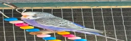 Budgerigars birds for sale: Dun fallow spilt bf budgies  - Advert 9