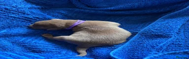 Labrador Retriever female Puppy 7,