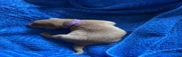 Labrador Retriever dogs for sale: LAST TWO GOLDEN FEMALE LABRADOR PUPPIES - Advert 18