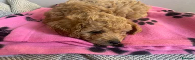 Maltipoo Puppy 5