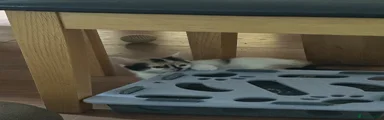 Calico 2