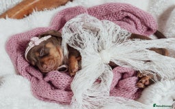 Miniature Dachshund dogs for sale: Daschund pups chocolate and chocolate dapple - Image 15