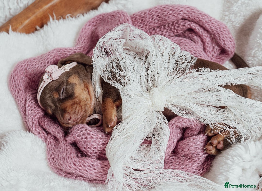 Miniature Dachshund dogs for sale: Daschund pups chocolate and chocolate dapple - Image 15