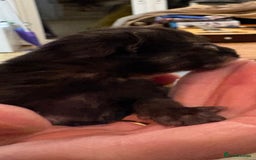 Maine Coon cats for sale: Maine Coon cuties - Advert 24