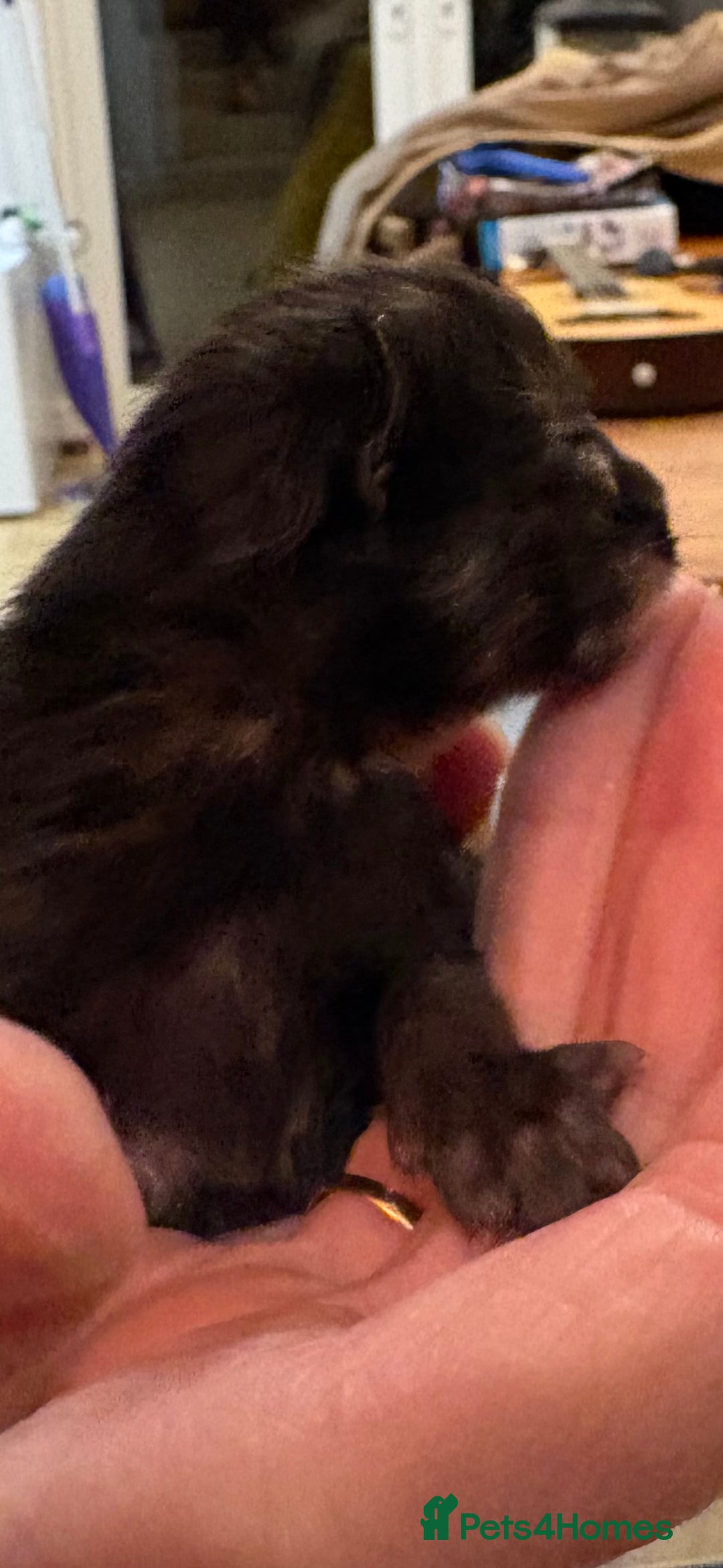 Maine Coon cats for sale: Maine Coon cuties - Advert 24