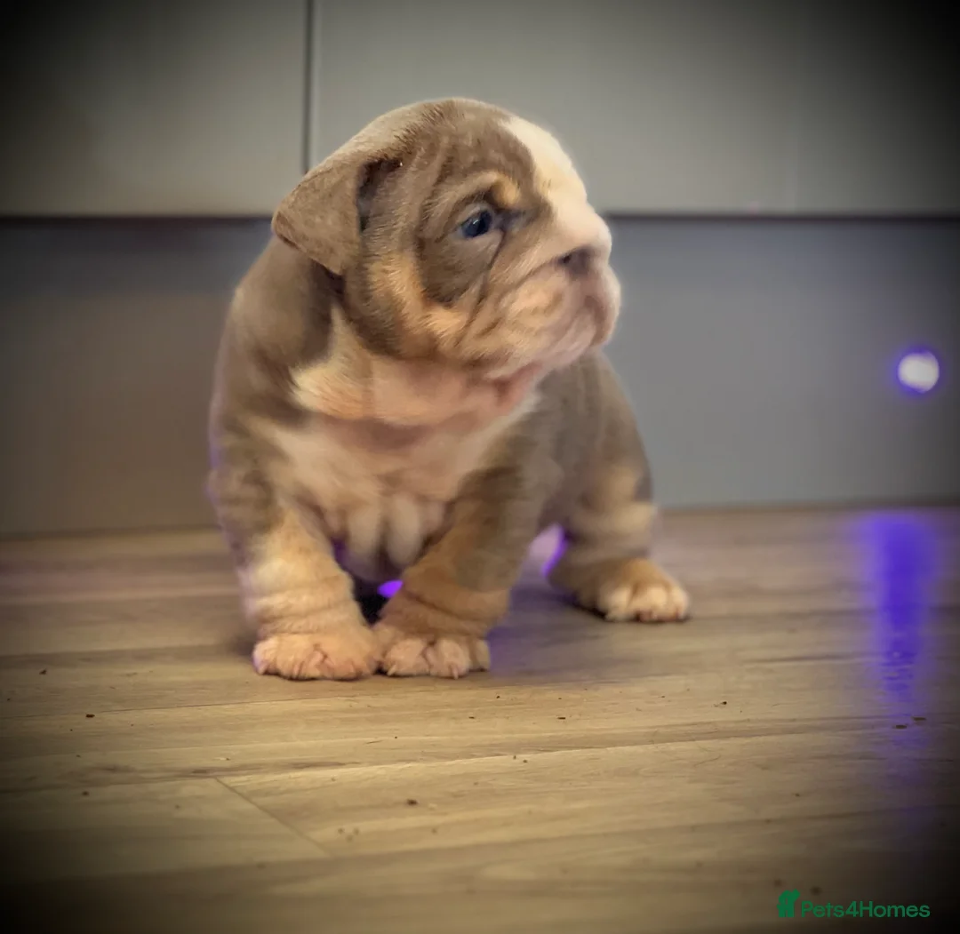 English Bulldog dogs for stud: CREATEABULLZ 🚨LOADED-LUX REDUCED  in Manchester - Advert 10