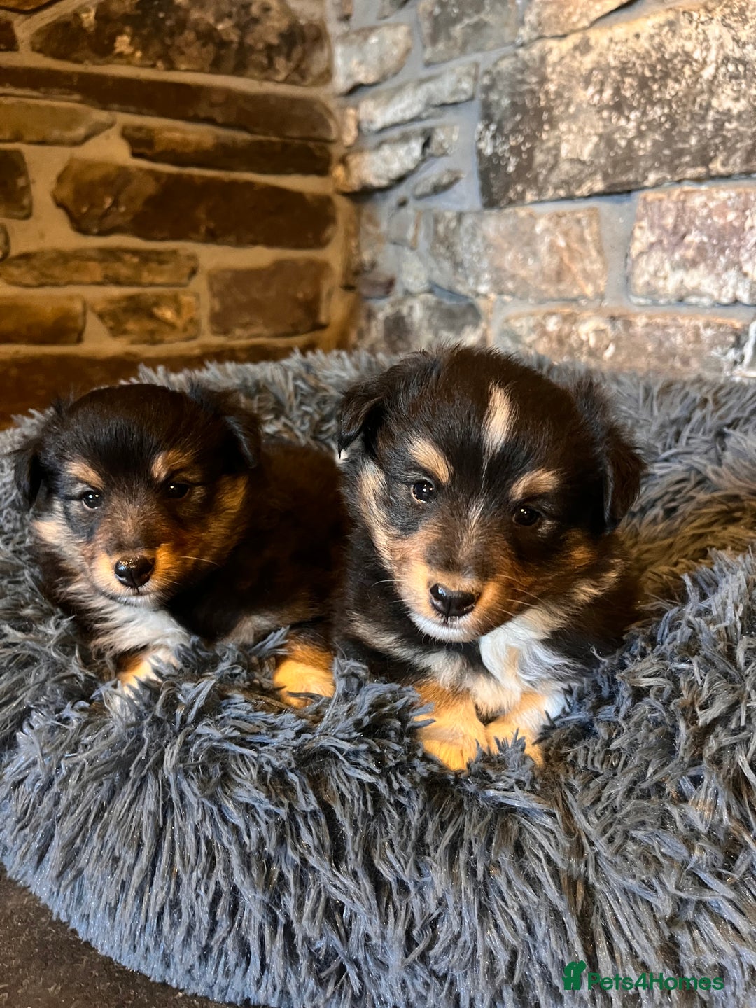 Shetland Sheepdog dogs for sale: Shetland sheepdog puppies  - Advert 3