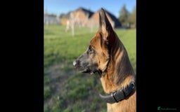 Belgian Shepherd Dog dogs for sale: Playful 7-Month-Old Belgian Malinois Puppy - Image 4