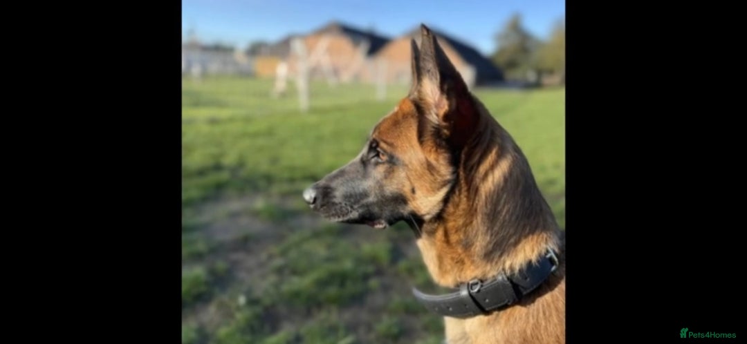Belgian Shepherd Dog dogs for sale: Playful 7-Month-Old Belgian Malinois Puppy - Image 4