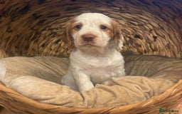 Cocker Spaniel dogs for sale: Cocker spaniel puppies - Advert 5