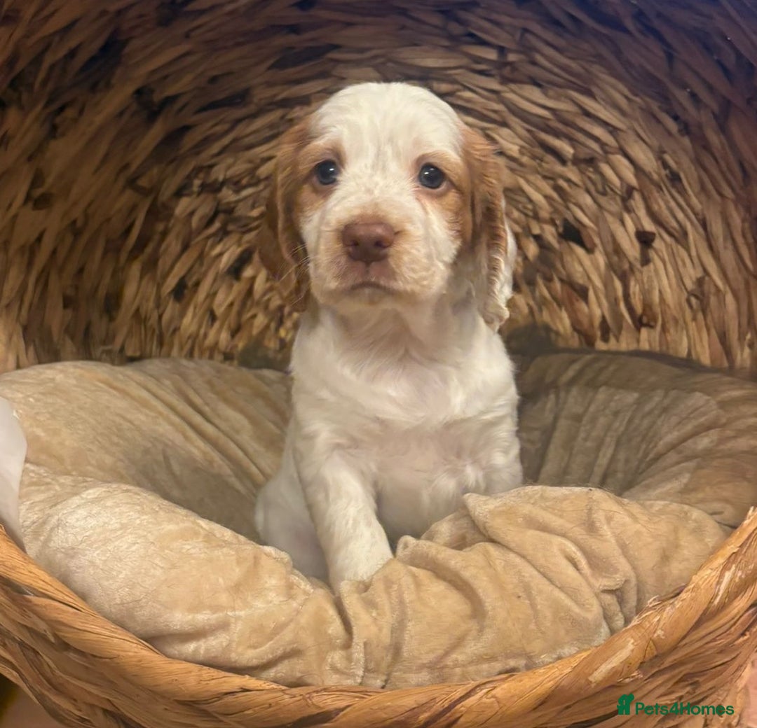 Cocker Spaniel dogs for sale: Cocker spaniel puppies - Advert 5