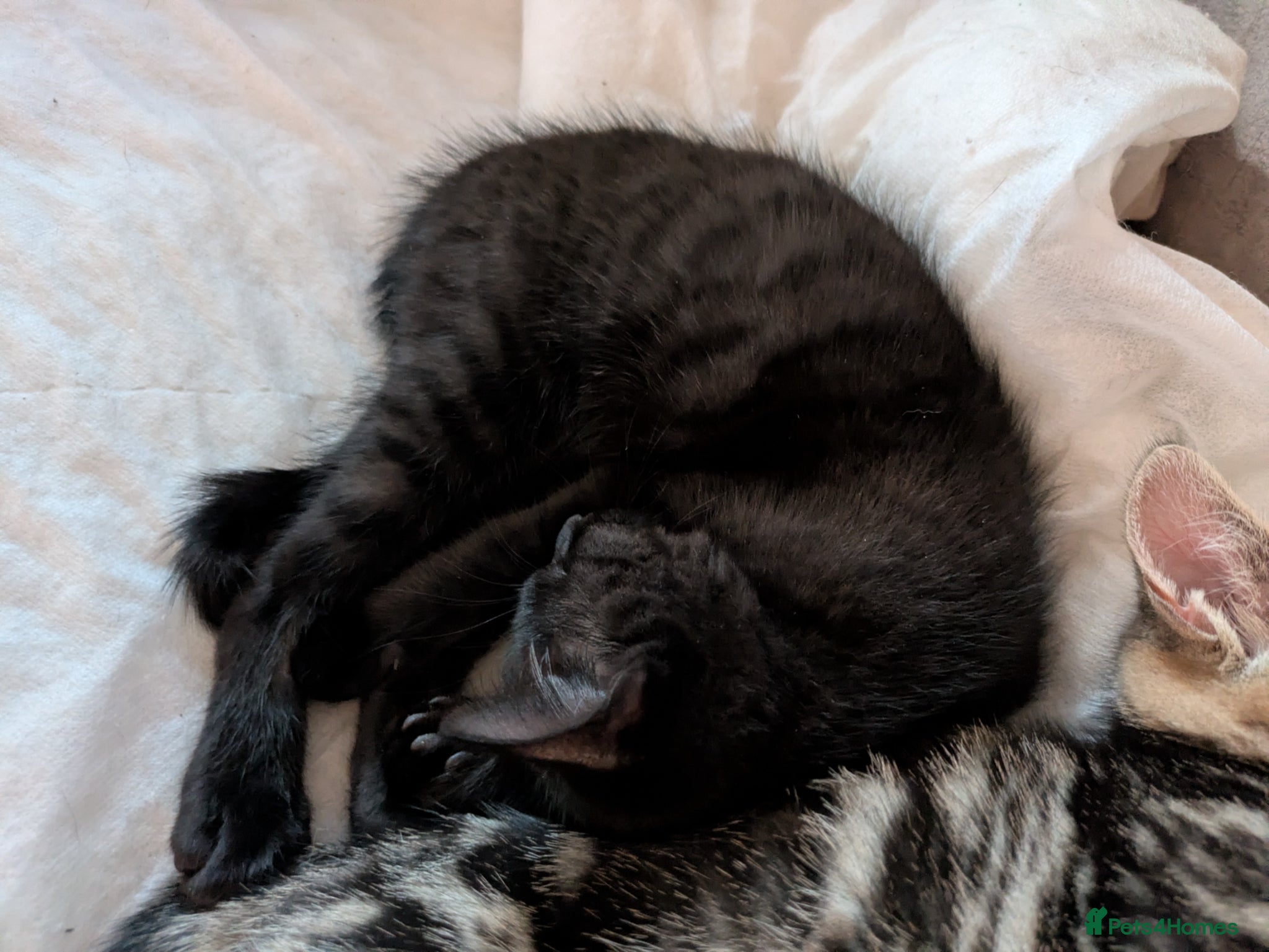 Bengal cats for sale: 3/4 BENGAL - READY TO GO!  - Advert 15
