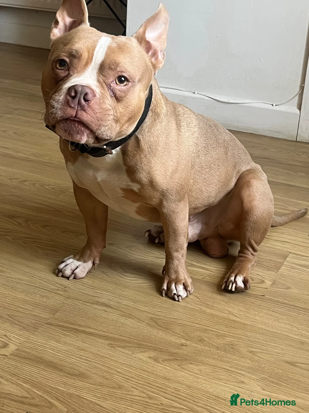 American Bulldog dogs for sale: 3 year old pocket bully - Advert 2