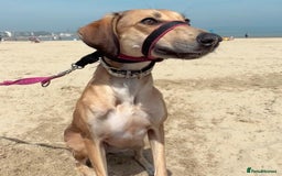 Mixed Breed dogs for sale: Beautiful saluki x greyhound for adoption - Image 26