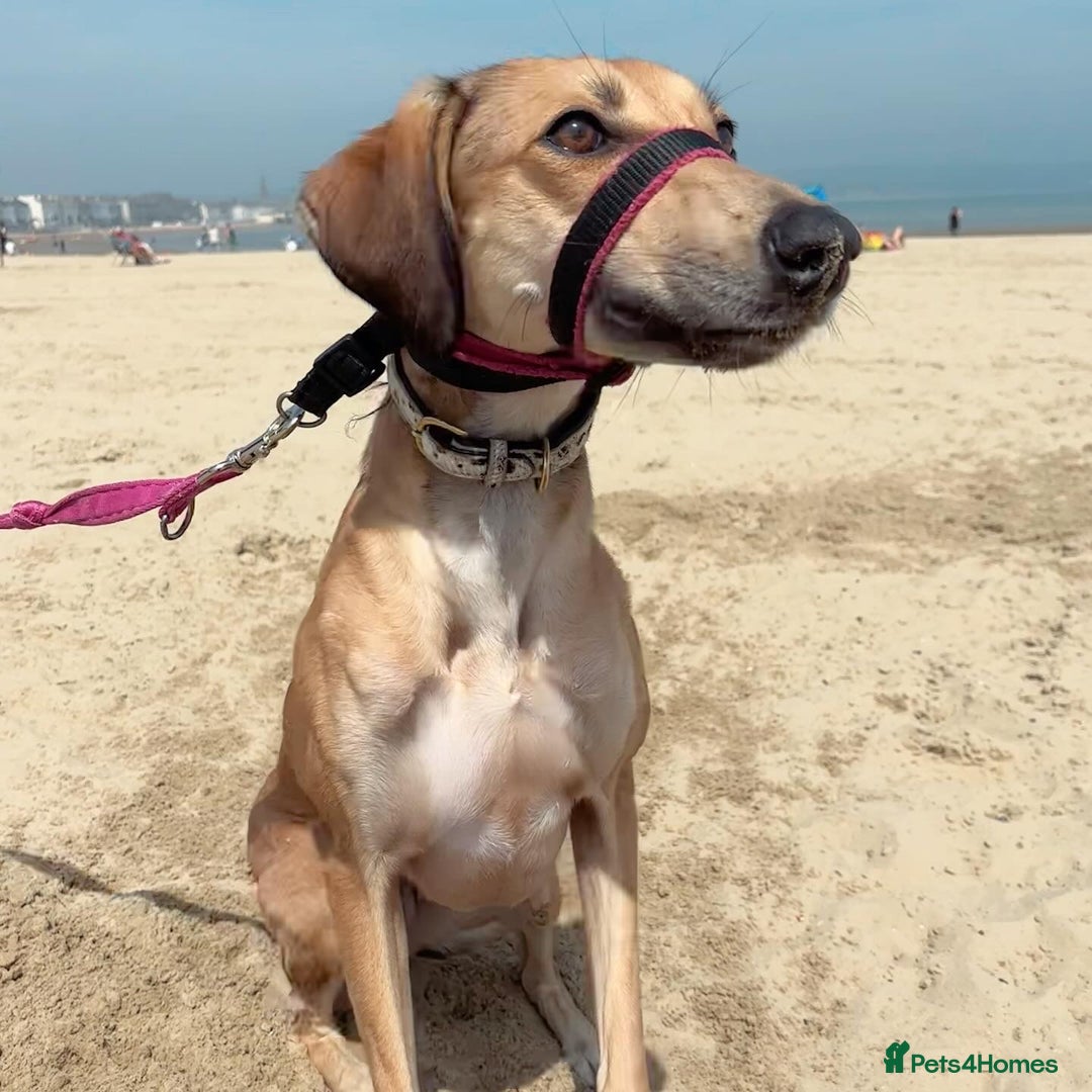 Mixed Breed dogs for sale: Beautiful saluki x greyhound for adoption - Image 26