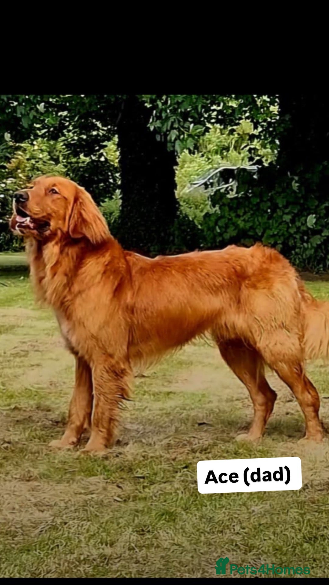 Golden Retriever dogs Golden retriever puppies for sale - Advert 2