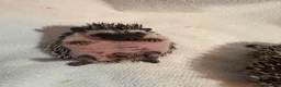 Pygmy Hedgehog rodents for sale: African Pygmy hedgehog babies for sale in Redruth - Advert 8
