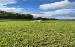 Golden Retriever dogs for stud: STUD - KC Registered - Golden Retriever  in Bishop Auckland - Image 7