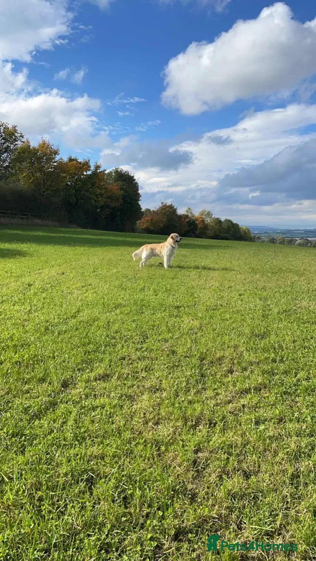 Golden Retriever dogs for stud: STUD - KC Registered - Golden Retriever  in Bishop Auckland - Advert 7