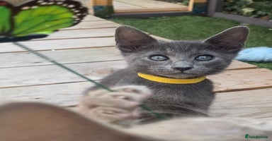 Mixed Breed cats - Advert 13