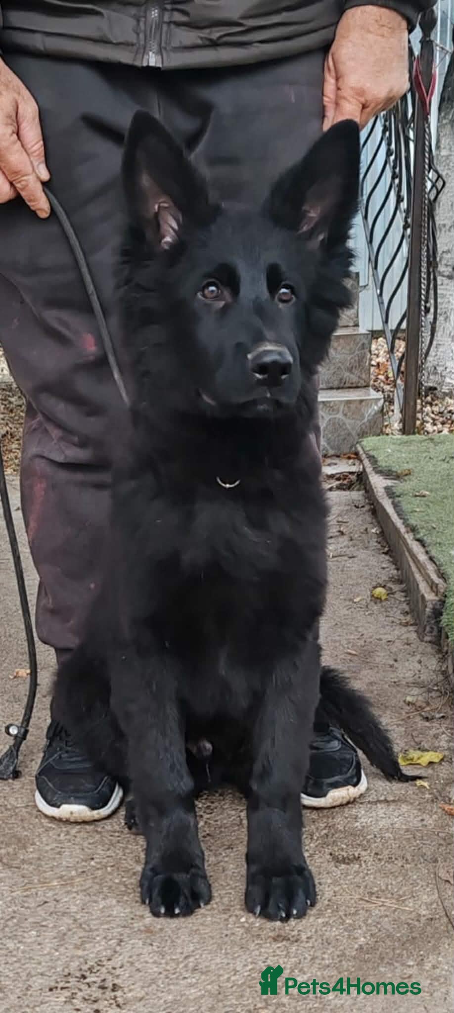 German Shepherd dogs german shepherd 2 Male  - Advert 6